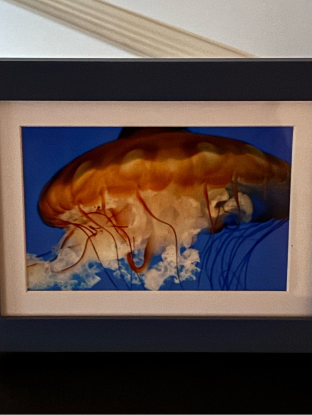 Vibrant Jellyfish Photography Print in Modern Blue Frame